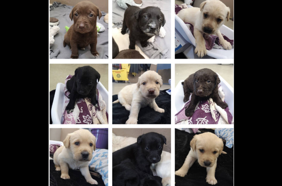 The BC SPCA in Fort St. John said on May , 2020 that staff are caring for an injured mom and nine puppies brought into care through a Good Samaritan who discovered the dogs and took them to a local vet. (BC SPCA photo)