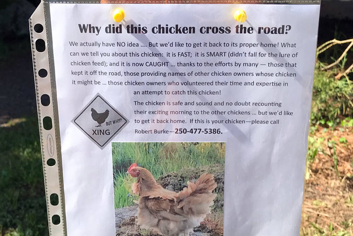 Saanich couple looking for owner of unruly chicken