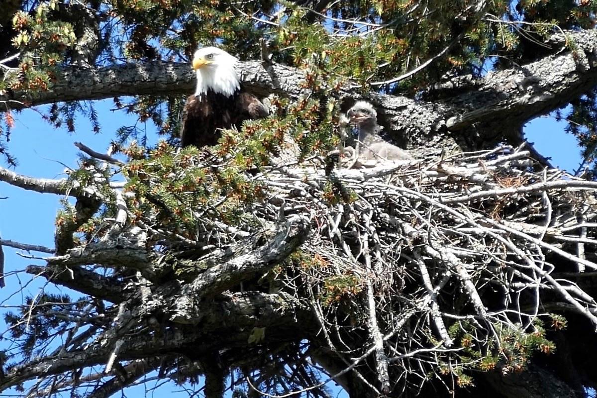 Eagles in their nest in a French Creek Douglas fir, which was almost cut down in 2019. (Save French Creek Estuary Land photo)