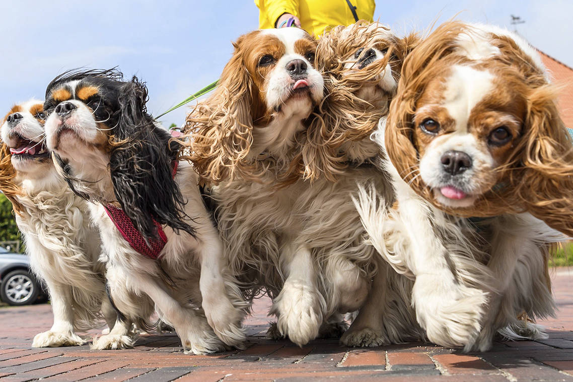 Five Cavalier King Charles Spaniel dogs for a walk in Greetsiel, northern Germany, Thursday, May 2, 2019. THE CANADIAN PRESS/Mohssen Assanimoghaddam/dpa via AP