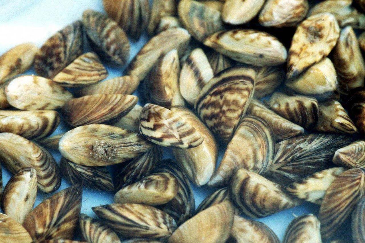 Invasive mussels (The Canadian Press)