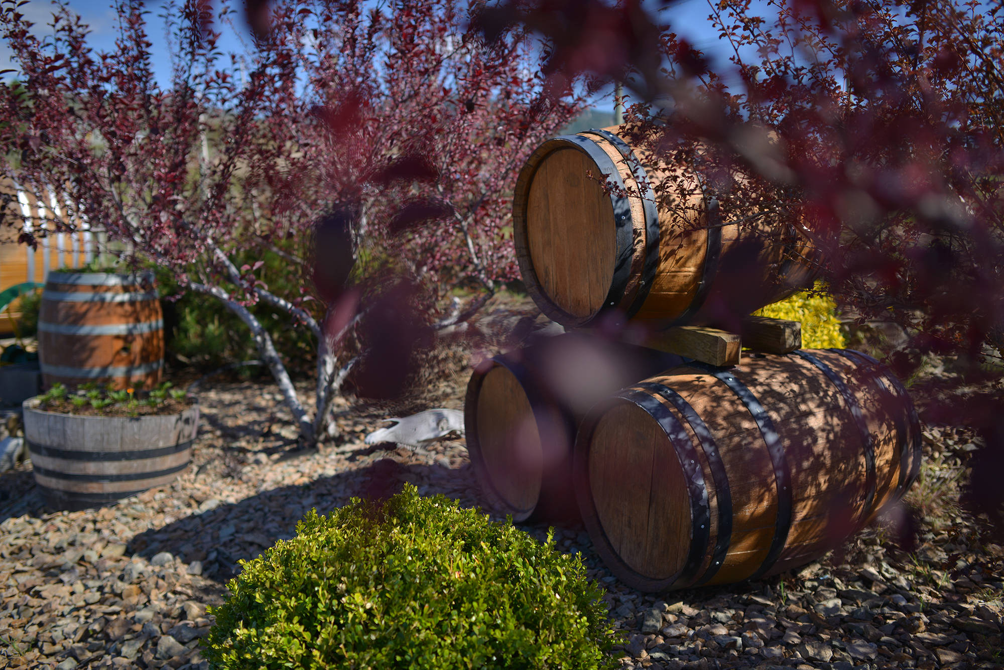 Pandemic an opportunity for B.C. wineries to reset, reinvent