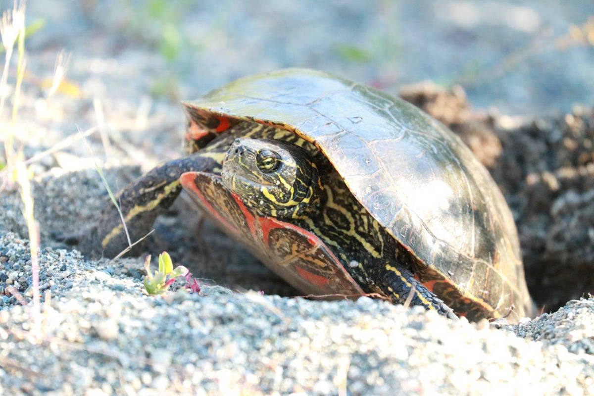 A western painted turtle is spotted nesting at Buttertubs Marsh, Nanaimo. (Warren Cronan photo)