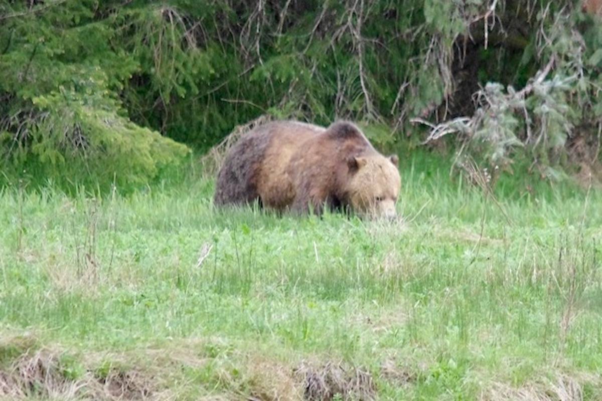 Sayward’s acting mayor, Bill Ives, captured this image of the grizzly while he was out on walk. (Contributed photo)