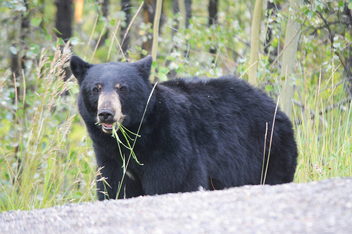 A bear attacked a Rottweiler and killed it in Metchosin on Friday. (Black Press Media file photo)