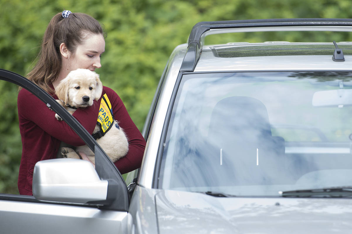 Lassie from Pacific Assistance Dogs Society, PADS, is seen being being picked up by her new trainer from the PADS headquarters in Burnaby, B.C. Friday, May 22, 2020. Due to the COVID-19 restrictions new dog owners had to pick up their new puppies via drive-thru method. THE CANADIAN PRESS/Jonathan Hayward
