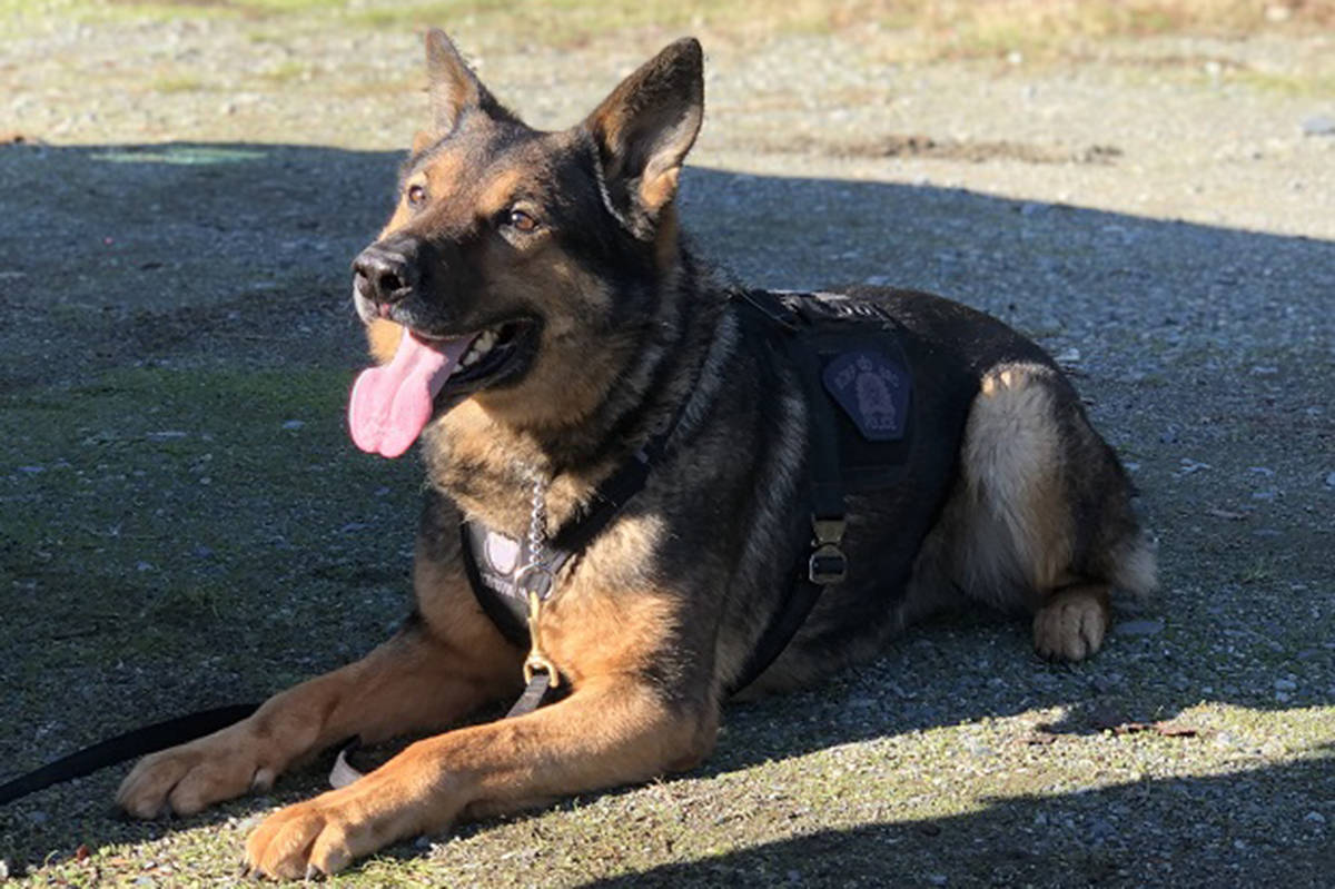 West Shore police service dog Erik assisted Sooke RCMP in tracking down a suspect in possession of a number of guns. (West Shore RCMP)