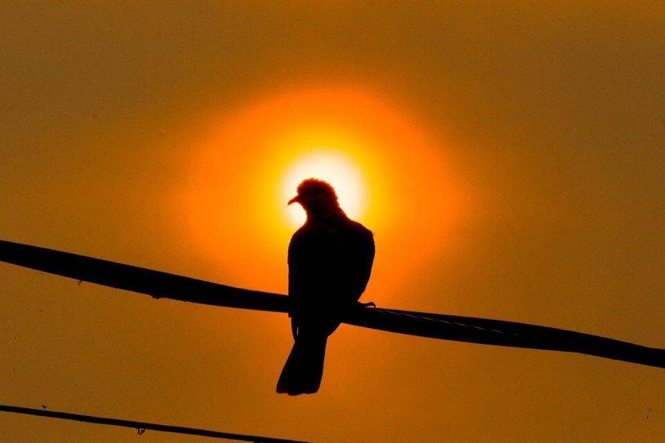 Stock photo of bird on a wire.
