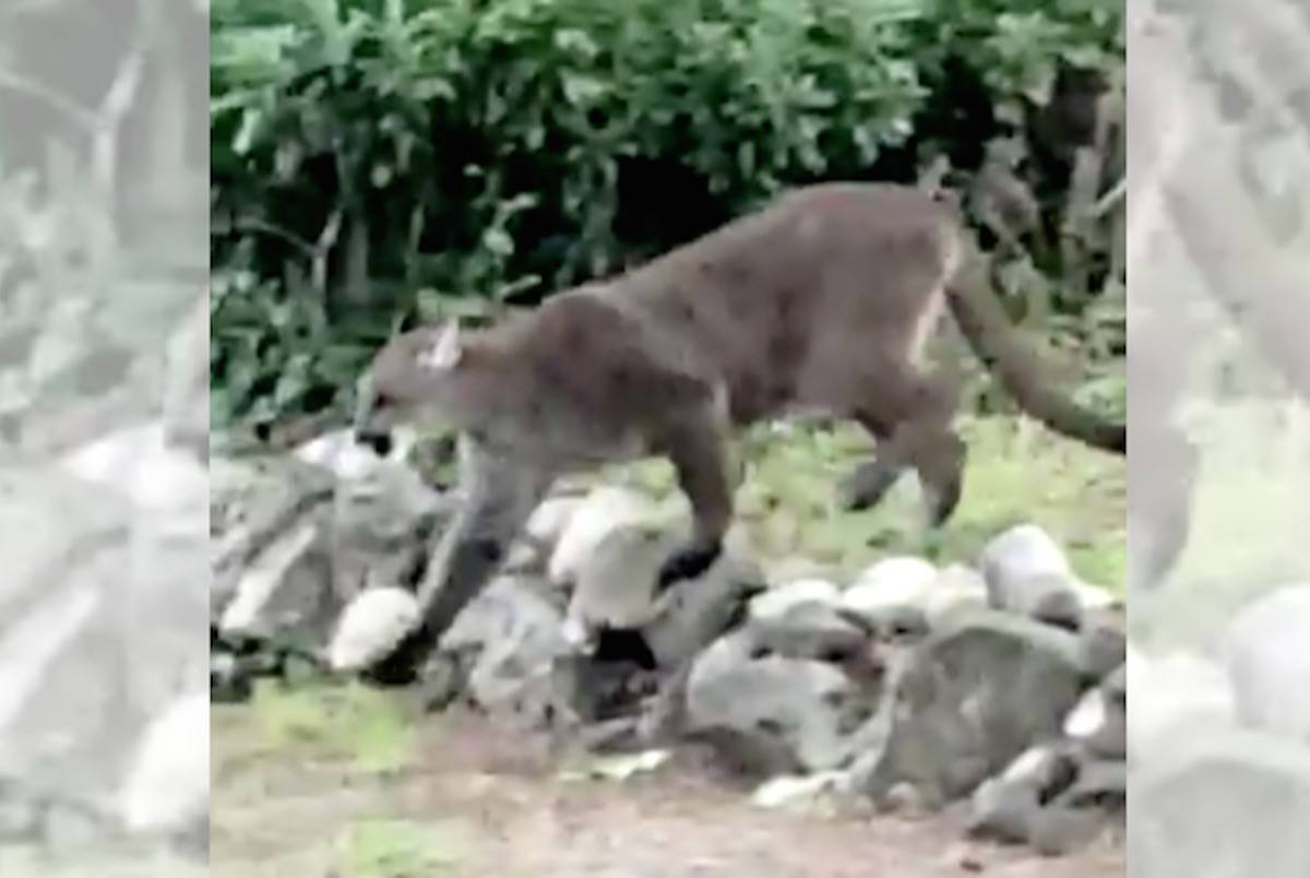 A View Royal resident spotted a cougar on his neighbours’ backyard on Thursday morning. (Simon Renvoize photo)