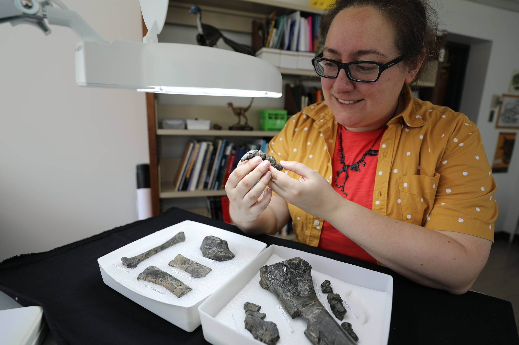 Victoria Arbour, the Royal BC Museum’s curator of palaeontology conducted years of studying to uncover a news species of dinosaur: the Ferrisaurus sustutensis. In May she was announced as the recipient of a research grant totalling more than $150,000. (Photo Courtesy of the Royal BC Museum)