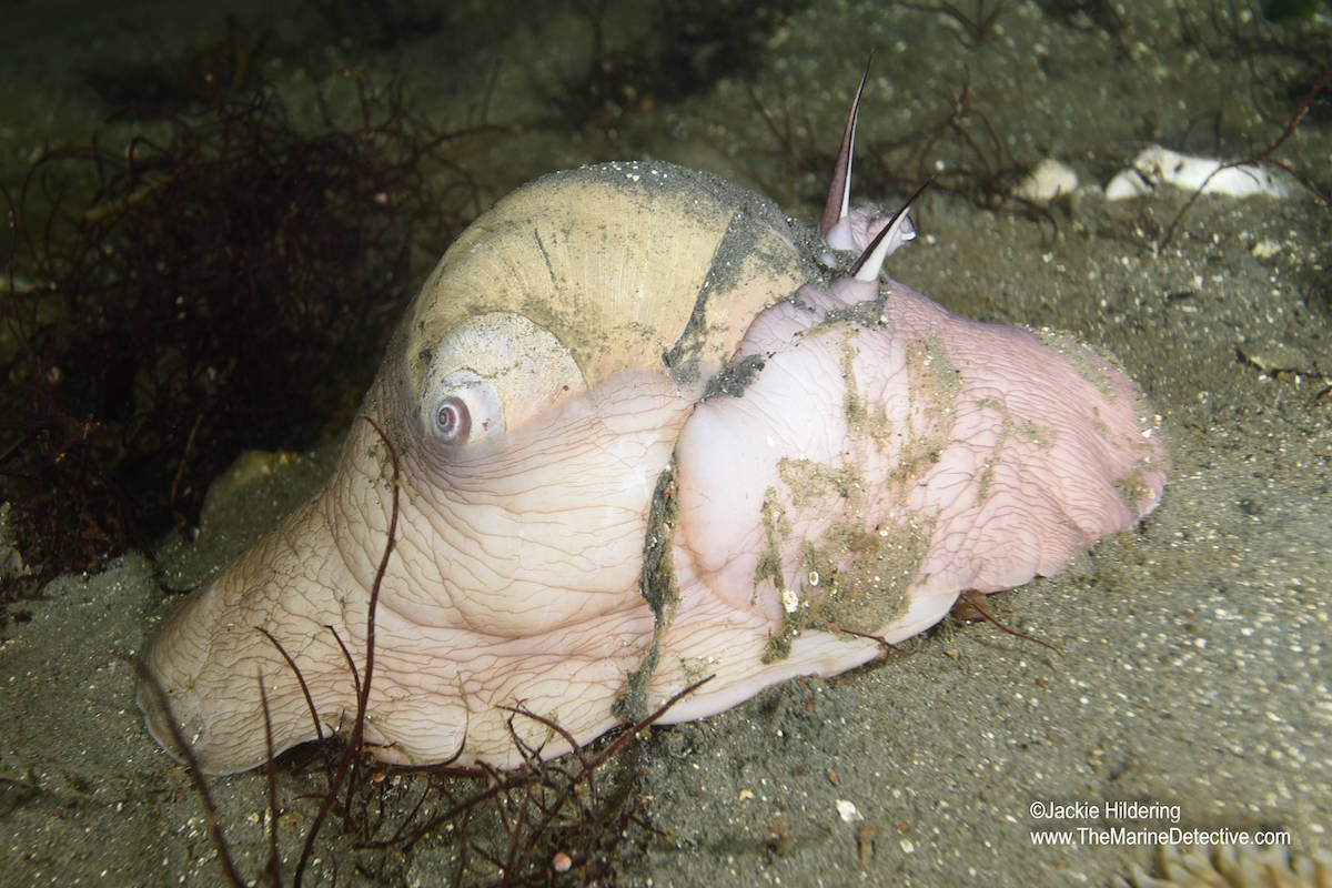 A moonsnail cements together sand grains and eggs in a collar shape encasement. (Photo by Jackie Hildering)