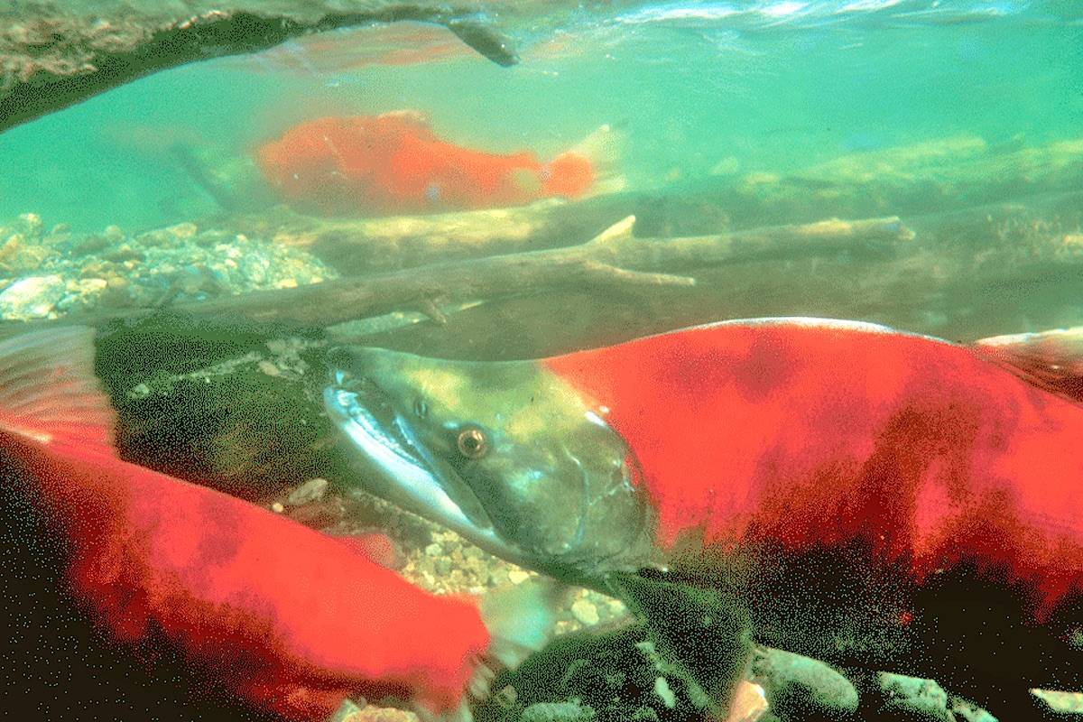 Seven habitat and restoration projects will get $3 million over five years under the British Columbia Salmon Restoration and Innovation Fund (BCSRIF). (DFO)