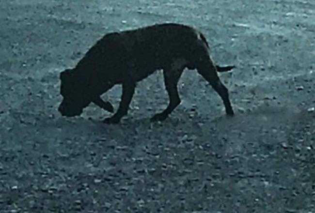 A runaway dog bit a CRD animal control officer during capture at Esquimalt Lagoon on Wednesday, June 17. (Photo courtesy of ROAM)
