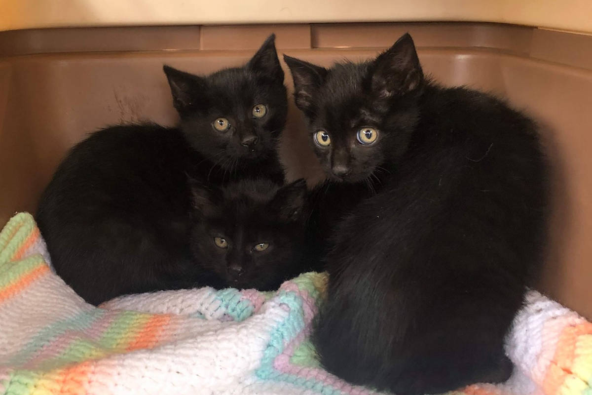 Kittens surrendered to the Gwaii Animal Helpline are pictured in this submitted photo. (Leila Riddall/Submitted photo)