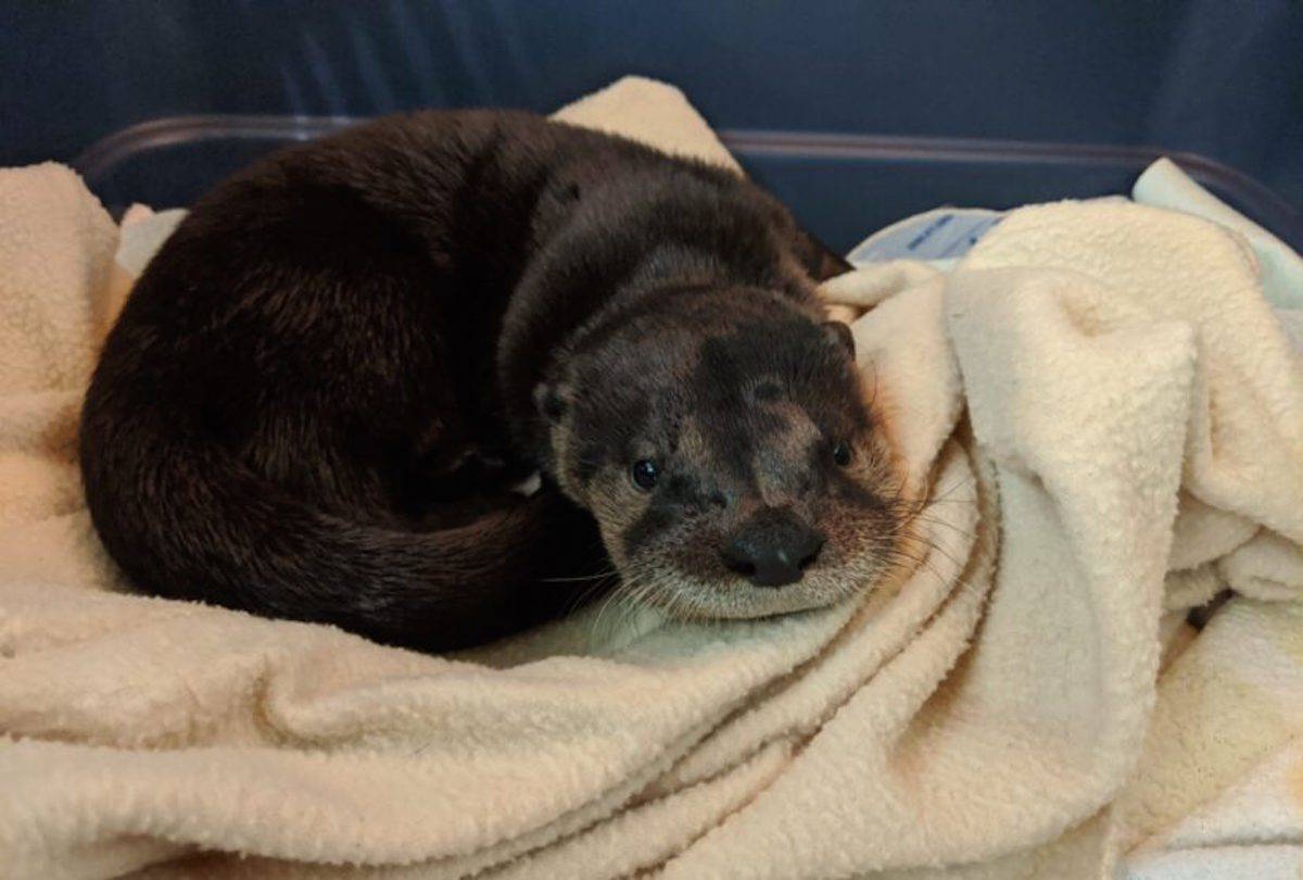 A baby otter is recovering at Wild ARC in Metchosin after her mom was hit and killed by a motorist in East Sooke. (Wild ARC photo)
