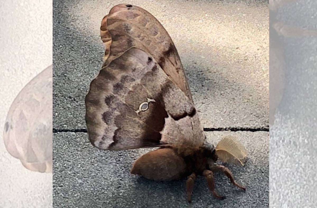 A polyphemus moth, usually active at night, was spotted in broad daylight in Victoria on Friday, June 26. (Chantal Contorines photo)