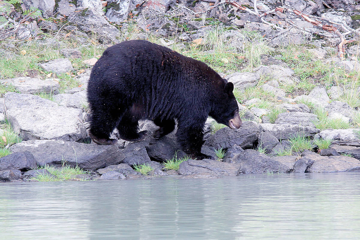 People have been spotted trying to feed a black bear like this one near Youbou. (Jill Hayward photo)