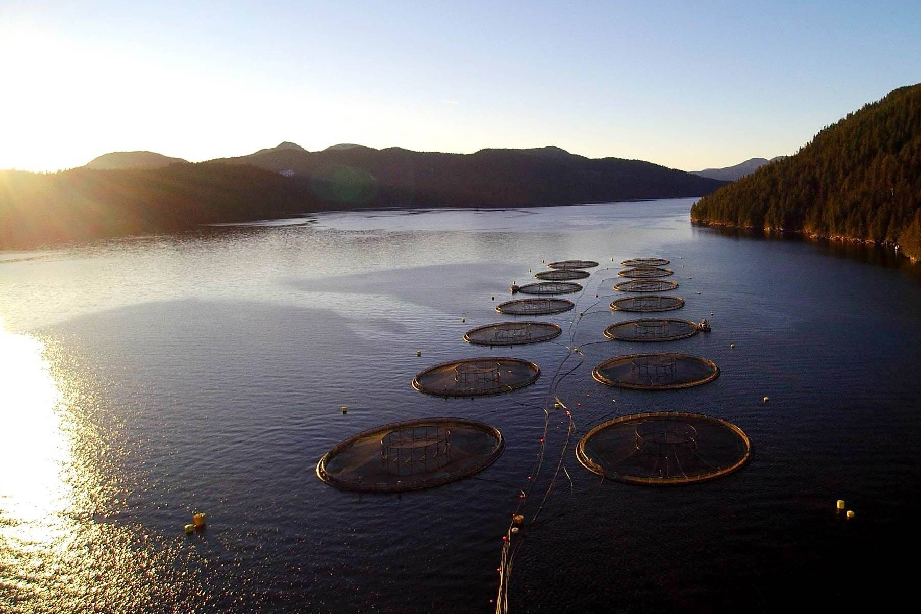 Mowi Canada West’s Sheep Pass salmon farm was the company’s final B.C. operation to receive certification from the Aquaculture Steward Council. (Photo supplied by Mowi Canada West)