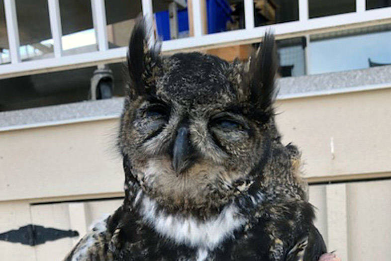 A great horned owl found dead near Kings Park was likely killed by rat poison. On Monday evening the District of Saanich voted unanimously to ban municipal use of anticoagulant rodenticides. (Photo Courtesy of Robert Vanzella)
