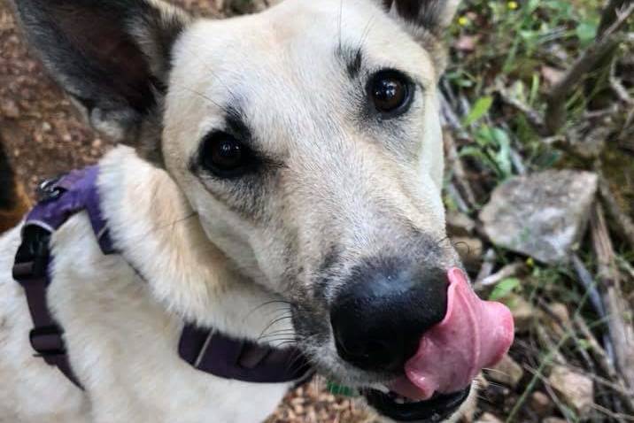 Loss of UVic dog park deals a blow to socially anxious pets