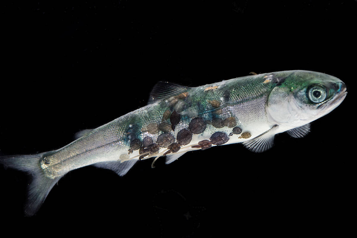 DFO says sea lice levels fine, but fish farm data shows otherwise