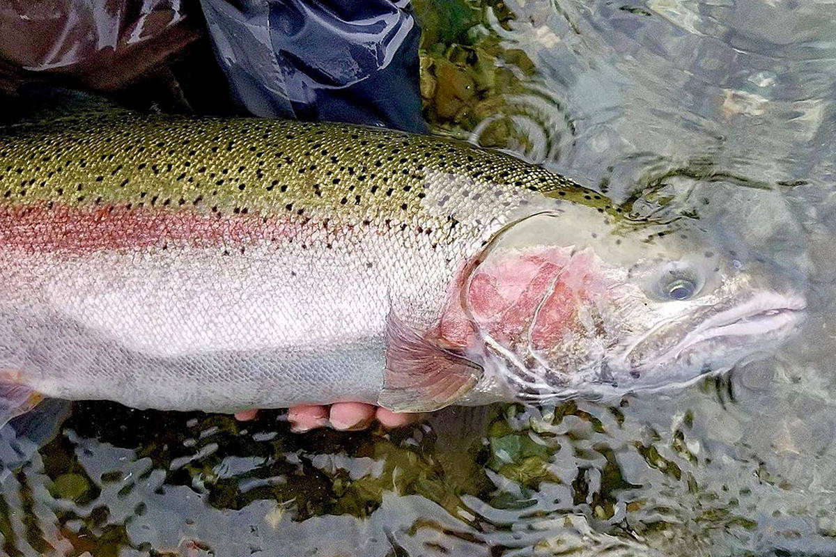 Heavy sedimentation and debris from last summer’s fires barricaded the Bonaparte River fishway to steelhead spawning grounds. The fish have since been declined a listing under the Species at Risk Act after an emergency assessment in early 2018 confirmed the species are at imminent risk of extinction. (Black Press file photo)