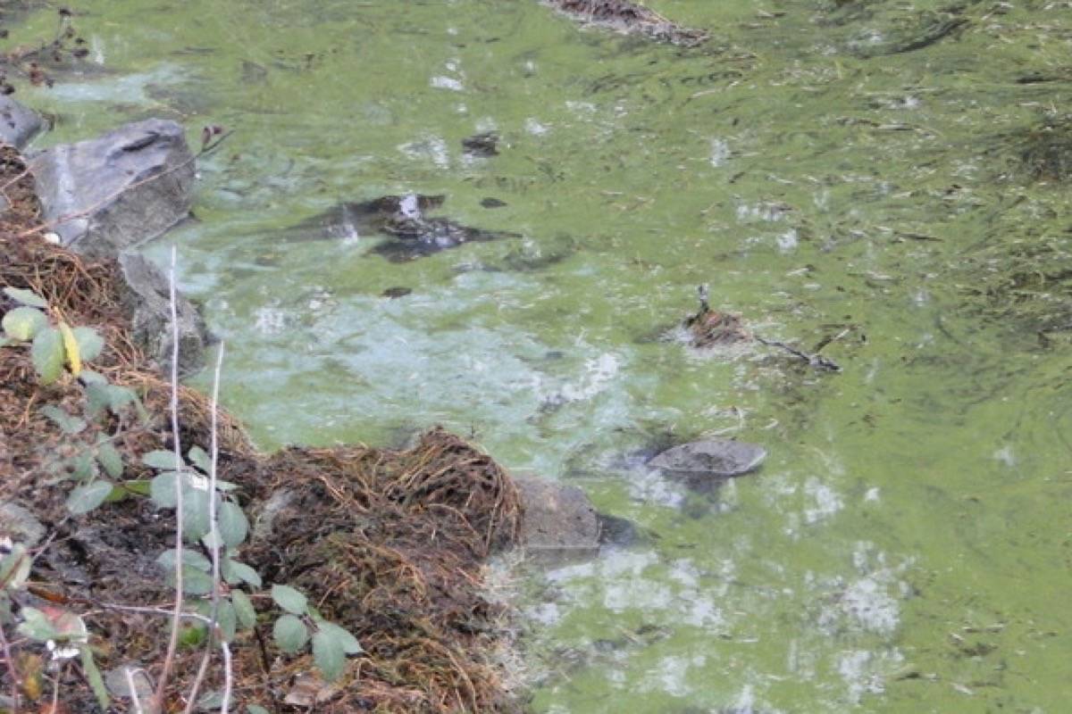 Saanich resident Dorothy Chambers spotter the blue-green algae bloom at Beaver Lake on Dec. 11, 2019. (Photo courtesy Dorothy Chambers)
