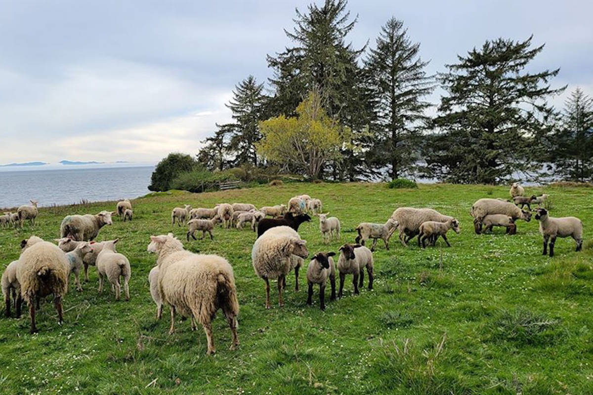 Two sheep farms in Metchosin have each lost three sheep to bears in the area. (Facebook/Parry Bay Sheep Farm)