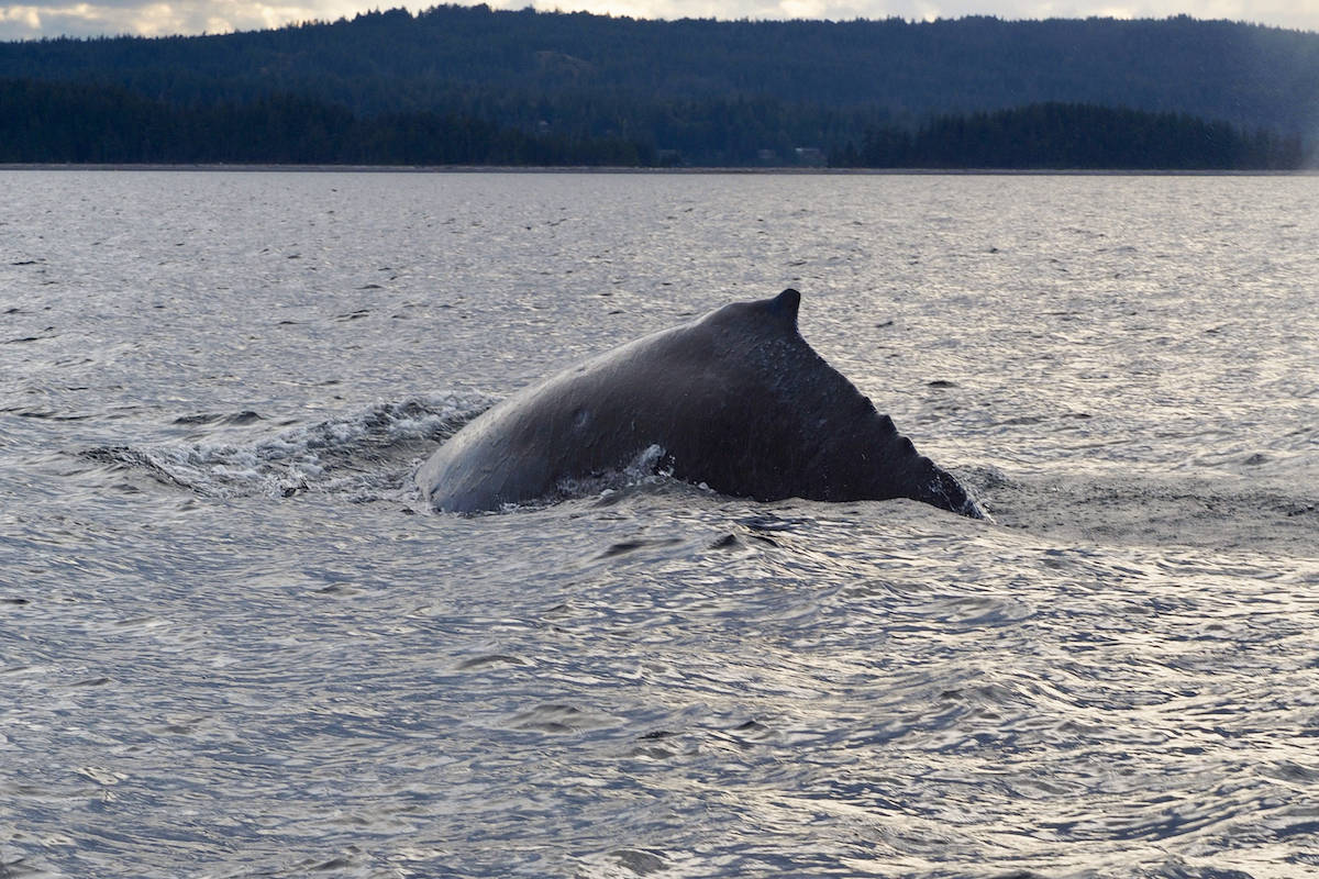 Splashy the humpback calf, first spotted on June 13, near Whaletown. (Photo by, Zoe Molder, Straitwatch / Cetus Research and Conservation)