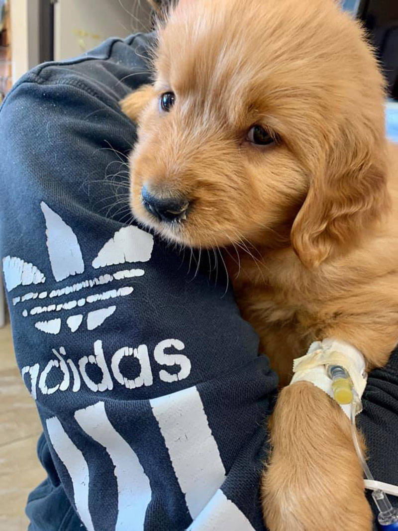 Victoria Humane Society is rallying to save Elliott, a six-week-old golden retriever battling severe pneumonia. (Victoria Human Society Facebook photo)