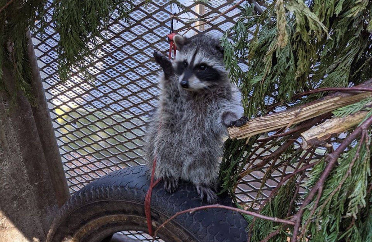 Wild Animal Rehabilitation Centre (Wild ARC) in Metchosin is looking for uncooked and unseasoned fish fillets to feed more than 70 racoons they have at their location. (Courtesy of Wild ARC)