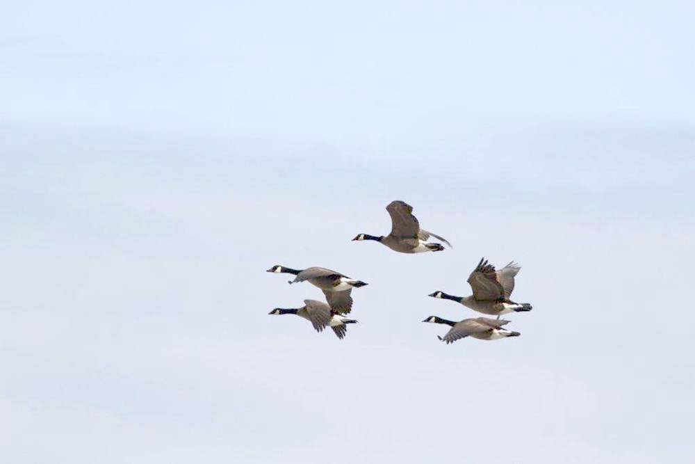 Problems caused by Canada geese have gotten worse in recent years for local farmers. (Black Press Media file photo)