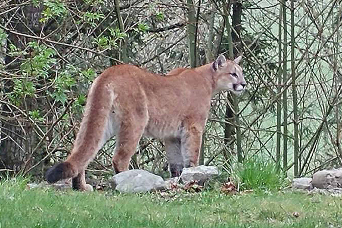 A cougar previously spotted in a French Creek homeowner’s yard. (File photo/Cory Betz)