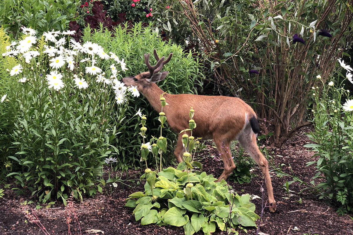 A deer pokes through the gardens at Beacon Hill Park. The Royal BC Museum is asking residents for submissions about their observations of nature and wildlife during the COVID-19 pandemic. (Nina Grossman/News Staff)