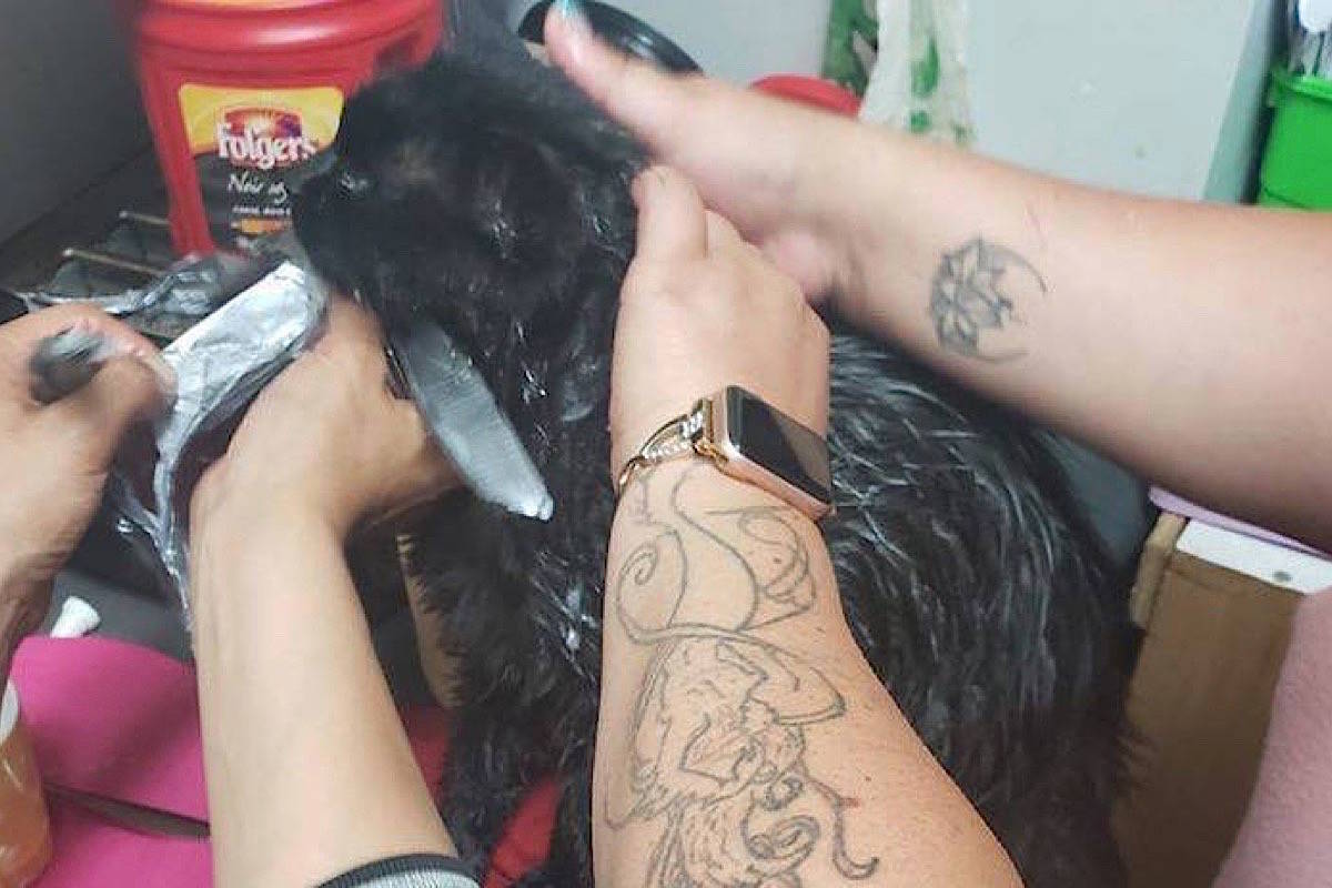 Some caring individuals remove tape that had been wrapped around Maya the cat&rsquo;s head. Photo from Facebook