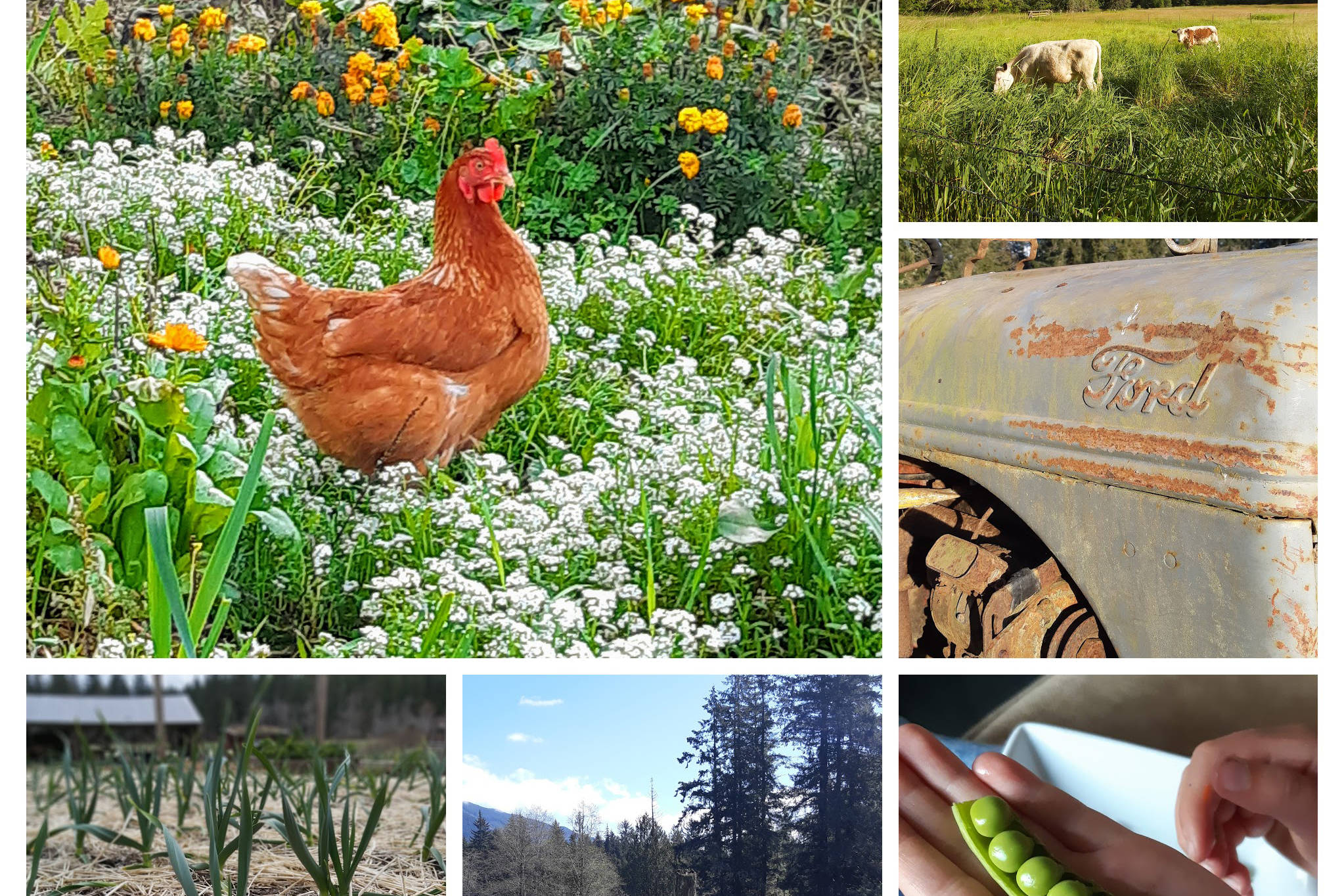 A collage of photos taken at Darby Farms in the Alberni Valley. (PHOTOS COURTESY HEATHER DARBY)