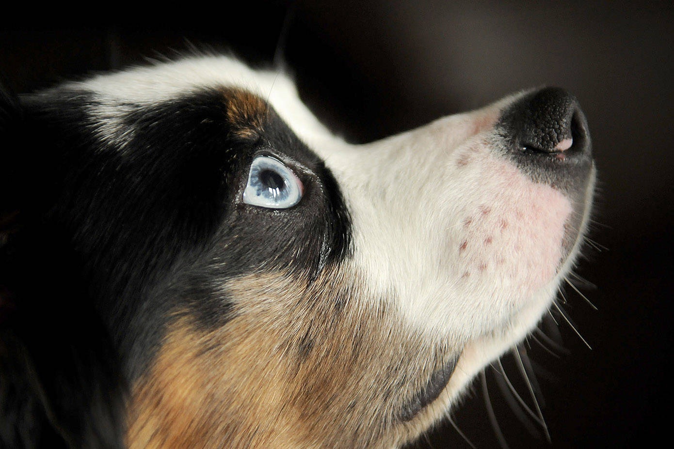 Dog Appreciation Day is Wednesday, Aug. 26. Pictured here is Boo, the winner of Top Dog, a contest put on by The Chilliwack Progress in 2013. (Jenna Hauck/ Chilliwack Progress file)