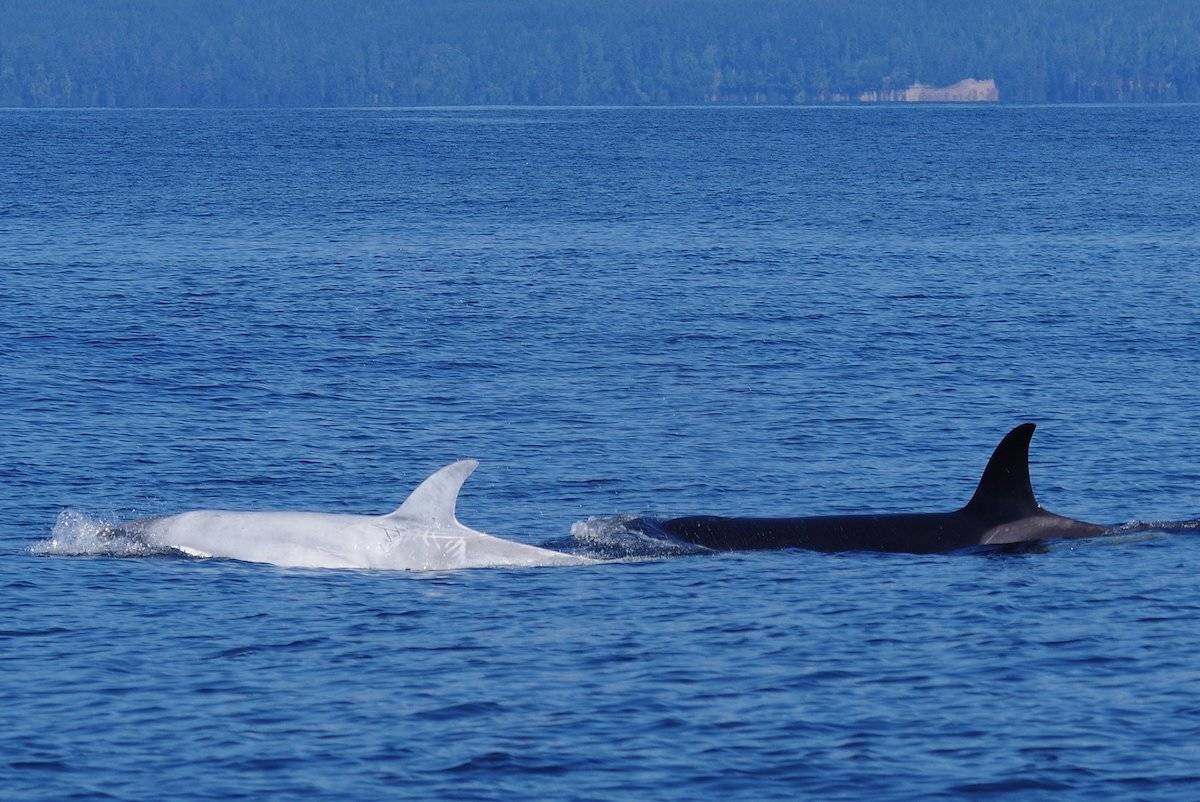 Owner Paul Pudwell caught a sight of Tl’uk, the rare white killer whale off Sooke waters in the Juan de Fuca Strait on Tuesday, Aug. 26. (Facebook/Sooke Coastal Explorations)