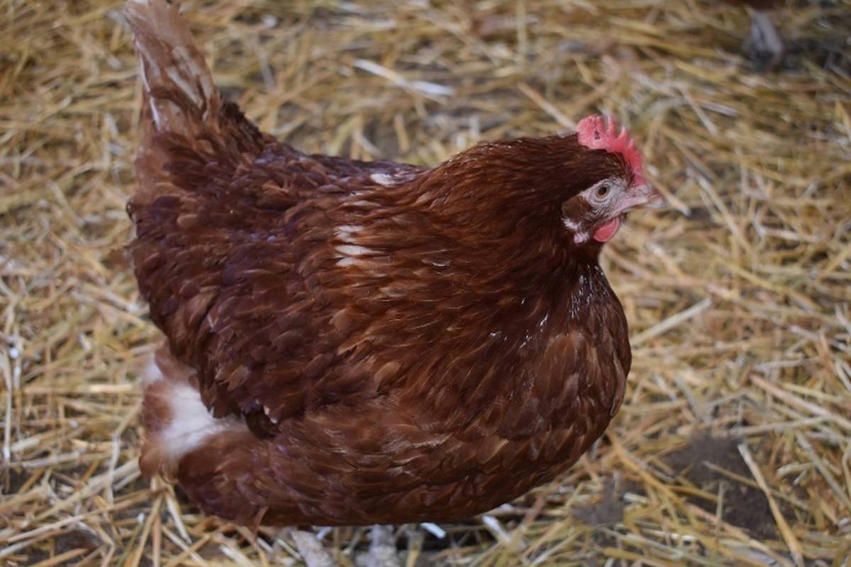 Two chickens, or possible roosters, abandoned in a box in a driveway of a home on McLean Road left the family confused and concerned for their welfare. (File photo)