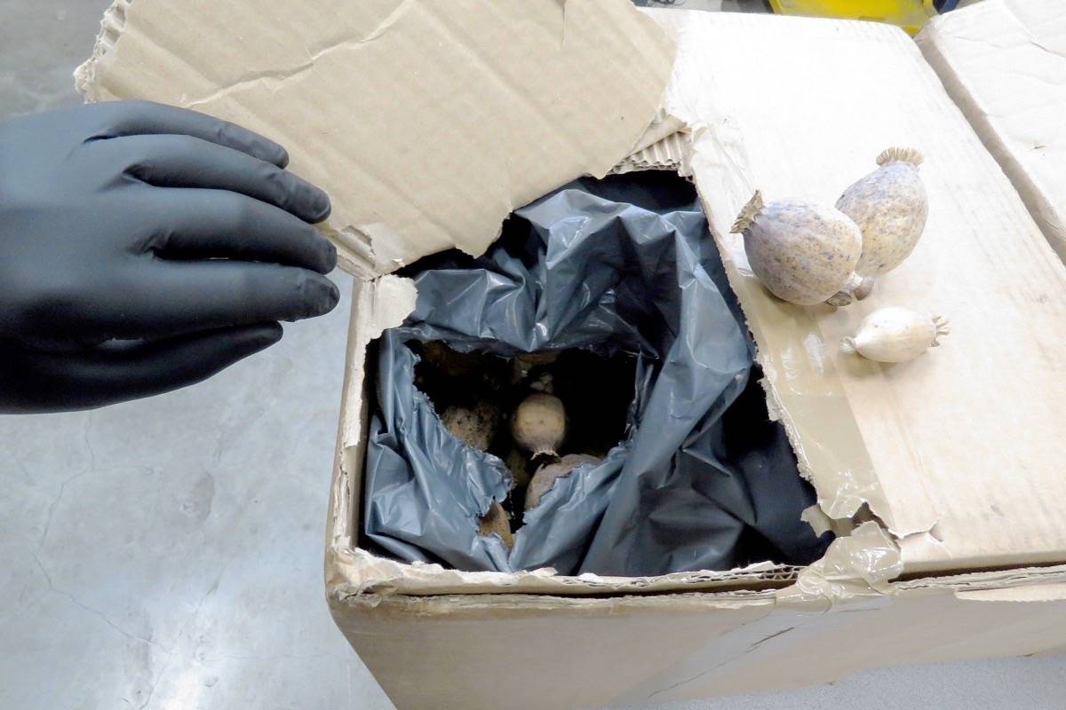 CBSA officers located seven boxes of suspected dried opium poppy plants (including the pods), weighing 29 kg total, during examination of a commercial truck at the Pacific Highway border Aug. 12. (Contributed photo)