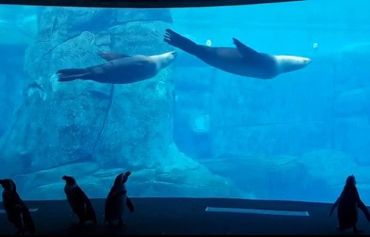 A group of penguins watch sea lions swim at the Vancouver Aquarium. (Vanaqua/Instagram)