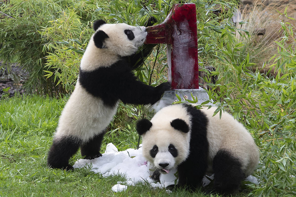 Two young pandas Meng Xiang (nickname Piet) and Meng Yuan (nickname Paule) eat an ice cream cake in their enclosure during their first birthday in Berlin, Germany, Monday, Aug. 31, 2020. (Paul Zinken/dpa via AP)