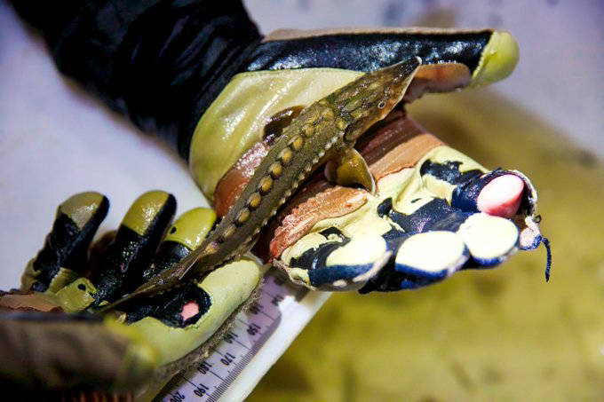 This juvenile green sturgeon was captured, tagged and released back into the Sacramento River near Corning in California. (Steve Martarano - U.S. Fish and Wildlife)