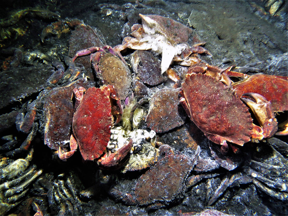 Tires from sunken barges in Chemainus Bay have attracted a considerable number of crabs over the years and that’s not a good thing. (Photo by Kathleen Fenner)