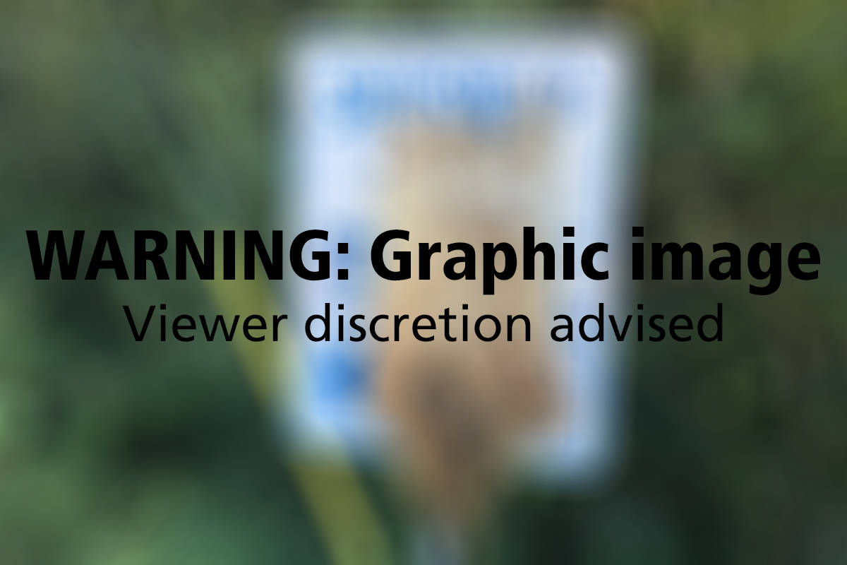 Dead porcupine hung from road sign in North Okanagan