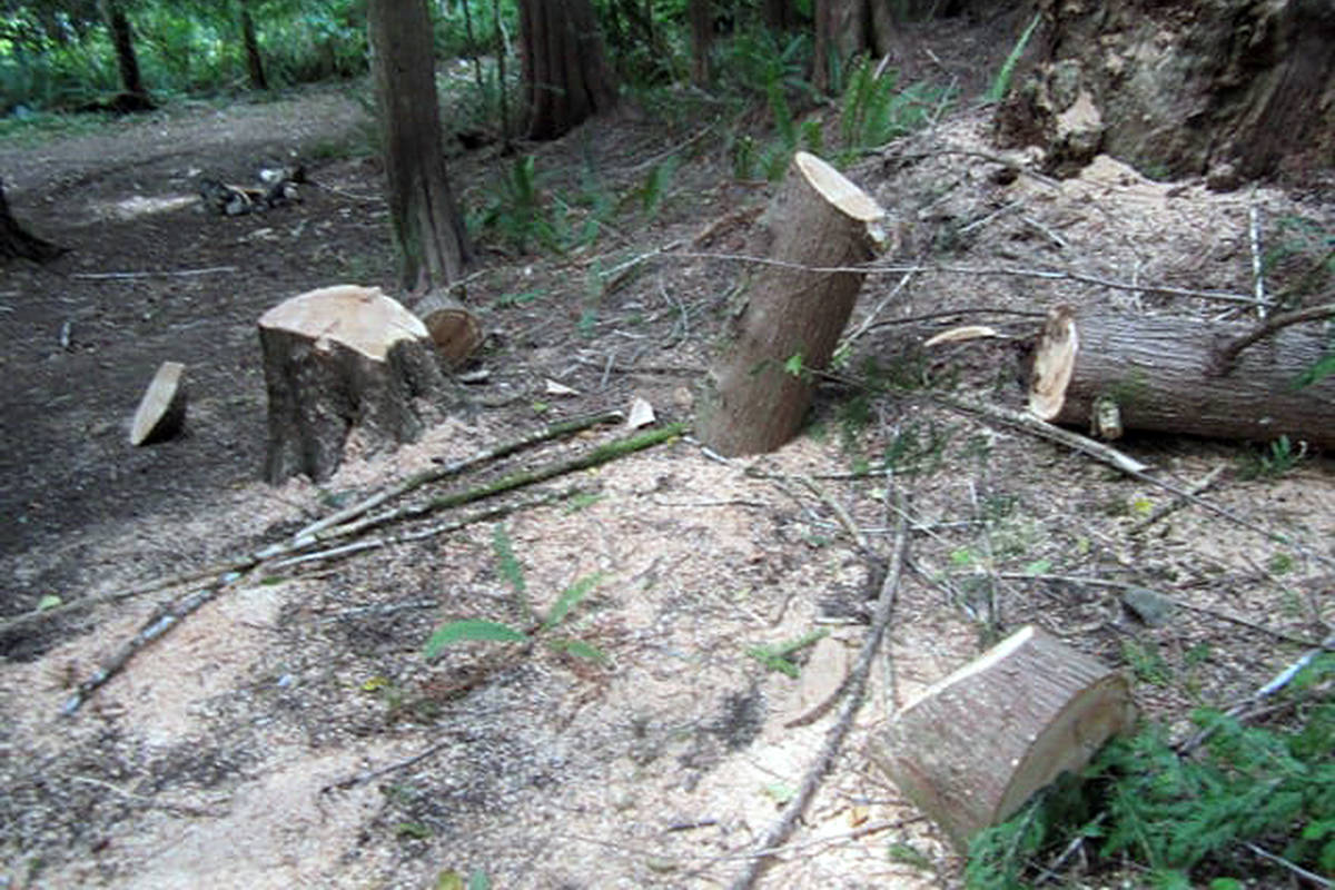 What was left behind shows the work of an inexperienced tree faller (Michael Henwood photo)