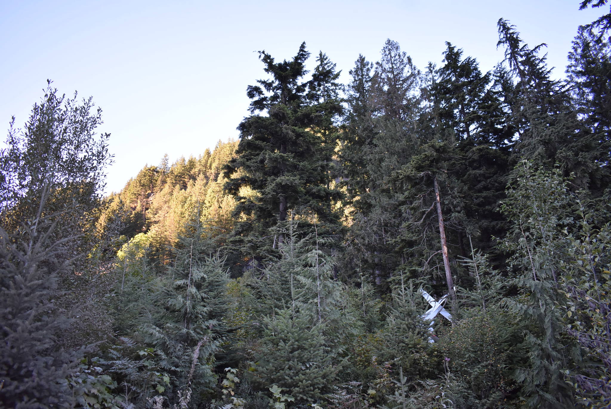 The single-engine Cessna crashed with one person onboard Saturday, Sept. 5 near a forest service road between Hope and Sunshine Valley. (Emelie Peacock/Hope Standard)