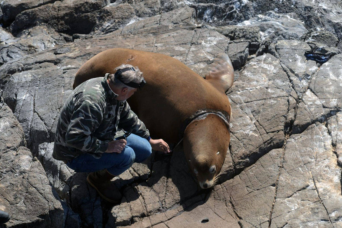A Marine Mammal Rescue Centre veterinarian removes a plastic packing band from the neck of a Stellar’s sea lion at the Race Rocks Ecological Reserve on Sept. 10. (Courtesy of Mara Radawetz)