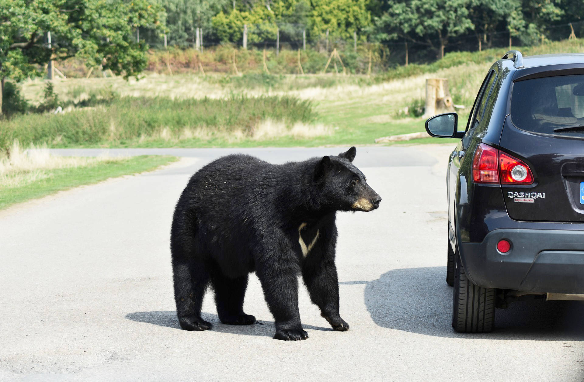 A black bear looks for a food handout from a motorist. The B.C. Conservation Service has investigated 60 bear complaints in Sooke since April 1. (Pixabay photo)