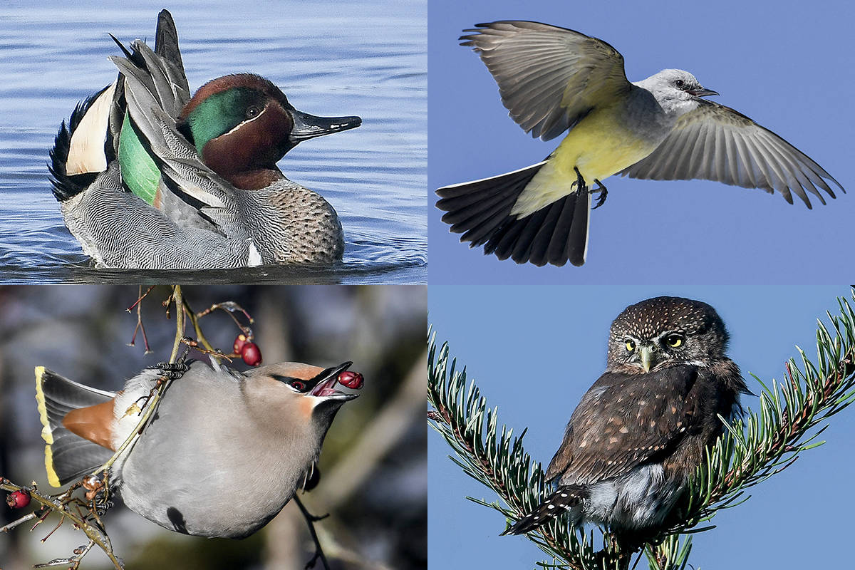 The green-winged teal, western kingbird, northern pygmy owl and Bohemian waxwing (clockwise from top-left) are among the birds included in Nanoose-Bay photographer Mike Yip’s new book, ‘Beginner’s Guide to Common Vancouver Island Birds, Vol. 4.’ (Photos courtesy Mike Yip)